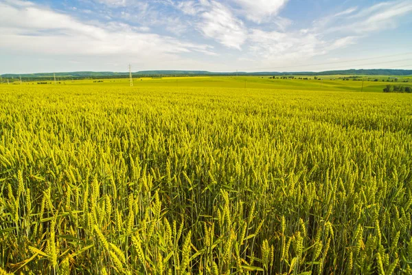 Krásná krajina se zelená pšenice — Stock fotografie