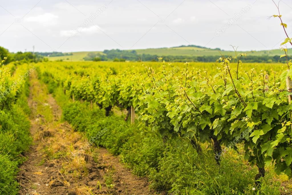 The vineyard culture in Romania