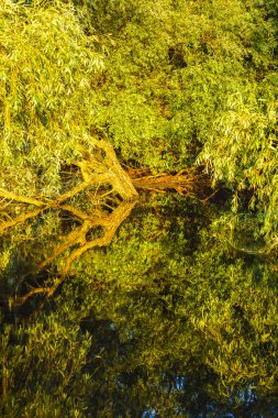 Tuna Deltası'nda bir yerde su willow