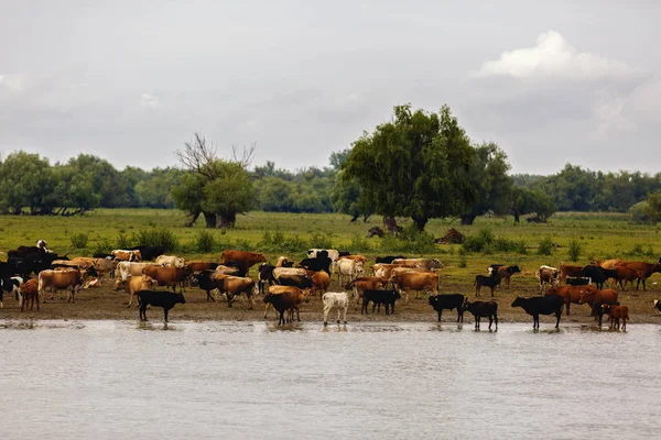 Grupo de vacas en el delta del Danubio — Foto de Stock