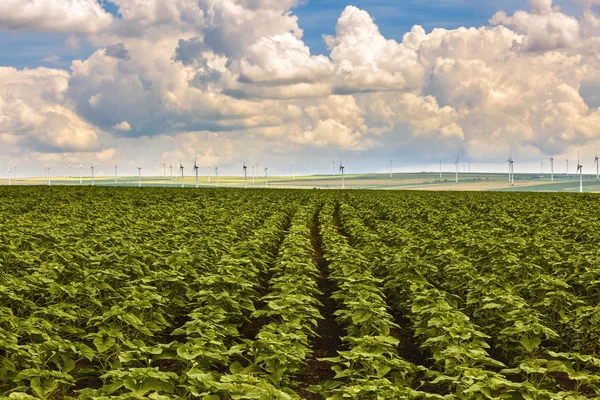 Campo con giovane piantagione di girasole — Foto Stock