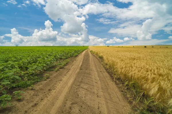 Estrada num campo agrícola que separa duas culturas um sol verde — Fotografia de Stock