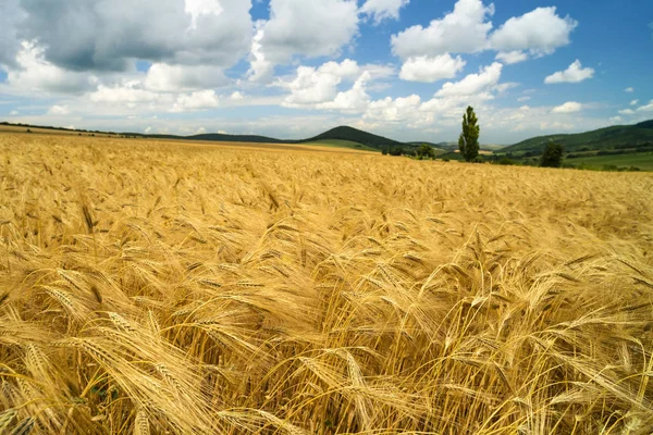 Hermoso campo de trigo dorado en una colina —  Fotos de Stock