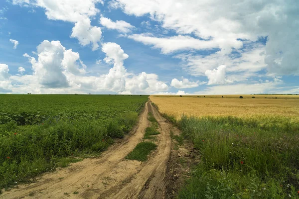 Strada su un campo agricolo che separa due colture un sole verde — Foto Stock