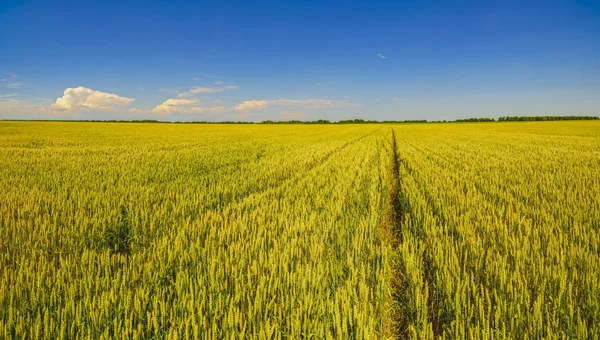 Πανέμορφο πανόραμα με χωράφια με το σιτάρι την ημέρα το καλοκαίρι — Φωτογραφία Αρχείου
