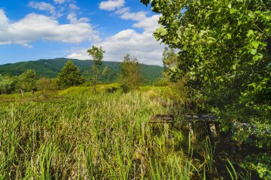 Ağaçlar ve çim bir dağ üzerinde pastoral manzara