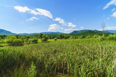 Ağaçlar ve çim bir dağ üzerinde pastoral manzara