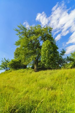 Ağaçlar ve çim bir dağ üzerinde pastoral manzara