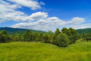 Ağaçlar ve çim bir dağ üzerinde pastoral manzara