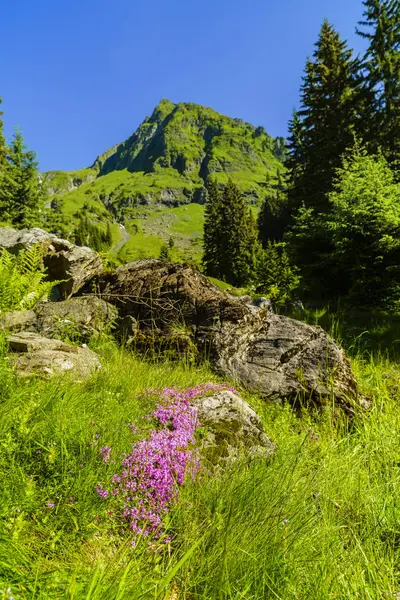 Beautiful mountain landscape in Carpathian mountains — Stock Photo, Image