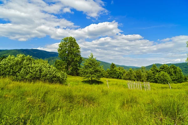 Idyllic landscape with trees and grass on a mountain — Stock Photo, Image