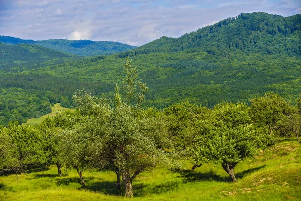Paysage idyllique avec arbres et herbe sur une montagne — Photo