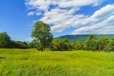 Ağaçlar ve çim bir dağ üzerinde pastoral manzara