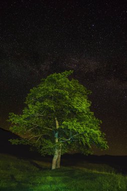 Manzara ağaçlar ve Gökyüzündeki yıldızlar gecenin