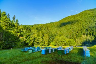 Arı kovanlarını dağlarda bir yerde