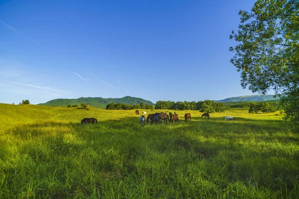 Vadlovak egy réten, a hegyekben, Fagarasi, Románia — Stock Fotó