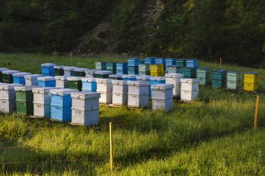 Arı kovanlarını dağlarda bir yerde
