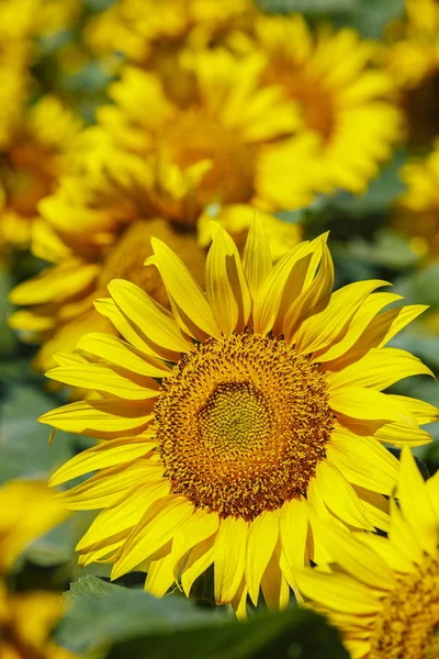 Le tournesol dans un champ agricole à la ferme — Photo