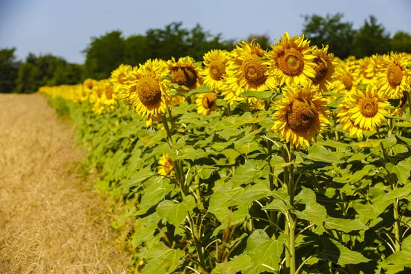 Slunečnice v zemědělské oblasti na farmě — Stock fotografie