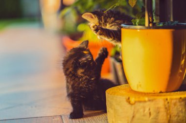 Doğa güzel cats ile portre