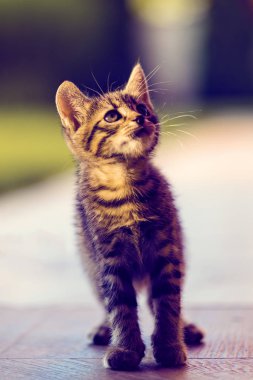 Doğa güzel cats ile portre