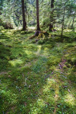 Yosun ve likenler ile eski bir çam ormanı ile manzara
