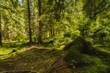Yosun ve likenler ile eski bir çam ormanı ile manzara