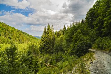 Bir orman yolu ile çam ağaçlarının Dağları Karpat'nda