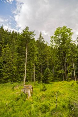Yosun ve likenler ile eski bir çam ormanı ile manzara