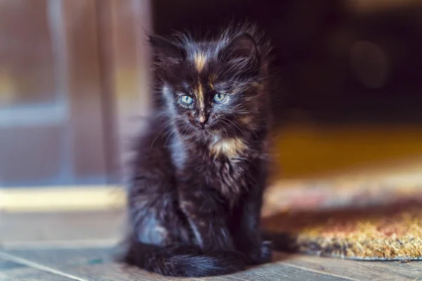 아름 다운 고양이 함께 자연에서 초상화 — 스톡 사진