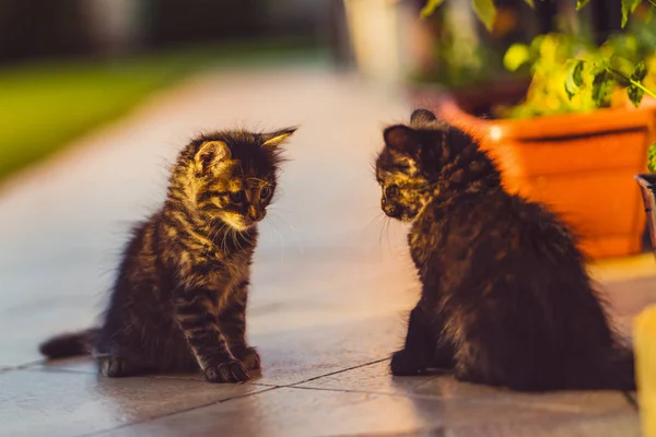 Doğa güzel cats ile portre