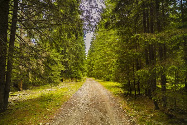 Ein Waldweg mit Kiefern in den Bergen in den Karpaten — Stockfoto