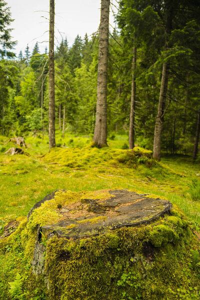 Landscape with an old pine forest with moss and lichens