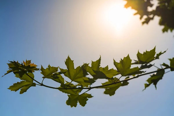 Green tree branch. The sun\'s rays fall through the leaves.