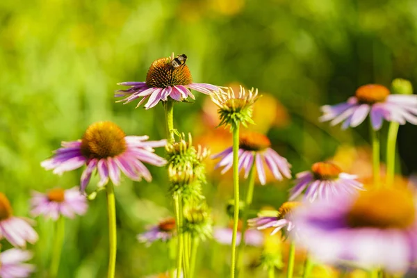 夏の都市公園における開花カラフルな花壇 — ストック写真