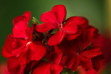 Sardunya çiçeği ile makro fotoğraf