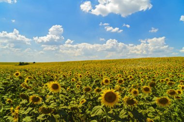 Güneşli bir günde ayçiçeği ekimi ile manzara