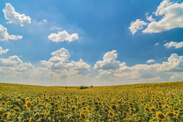 Landscape with sunflower plantation on a sunny day — Stock Photo, Image