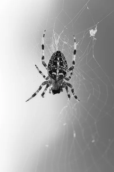 Black and white image with spider on canvas — Stock Photo, Image