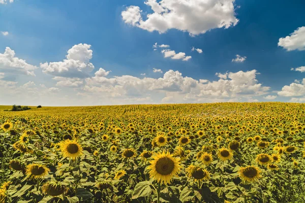 Güneşli bir günde ayçiçeği ekimi ile manzara