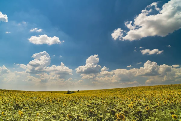 Пейзаж с плантацией подсолнечника в солнечный день — стоковое фото