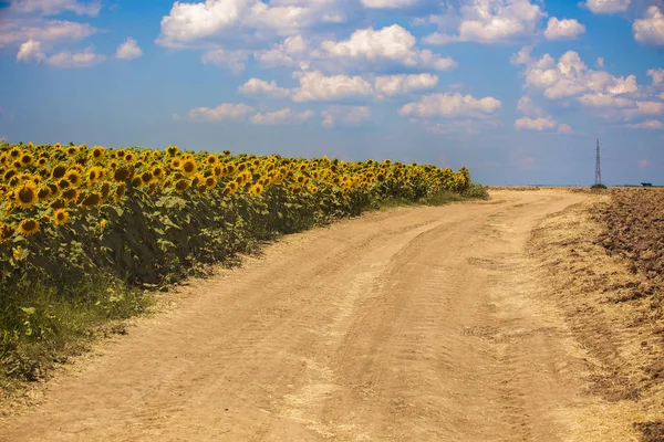Landschap met zonnebloem plantage op een zonnige dag — Stockfoto