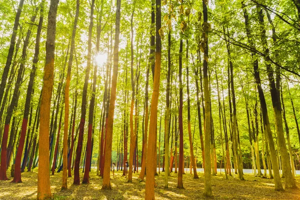 Obrázek lesní stromy, lakované v různých barvách — Stock fotografie