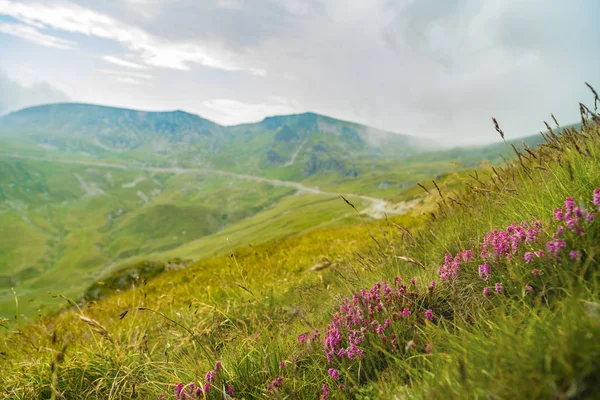 Yaz gününde güzel dağ manzarası