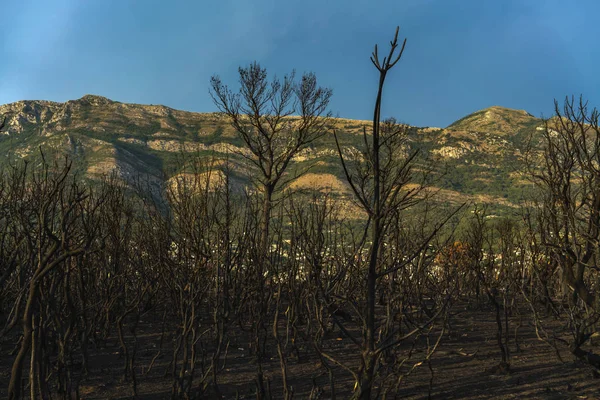 モンテネグロの植生火災後劇的なイメージ — ストック写真
