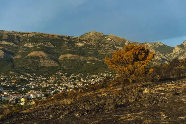 Dramatický obraz po požáru vegetace v Černé hoře — Stock fotografie
