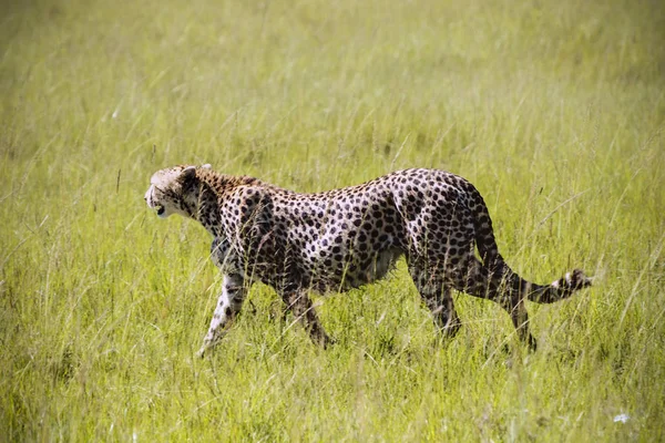 Guepardo en la hierba en el entorno natural de África — Foto de Stock