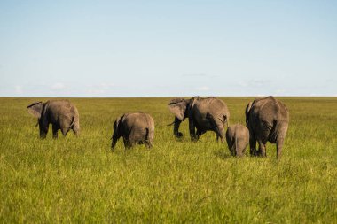 Aile Kenya Afrika Serengeti doğa Park fil