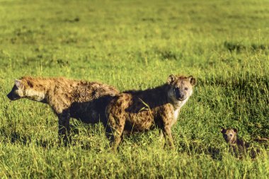 Benekli sırtlan, (Crocuta crocuta), yeşil çim seyir ayakta