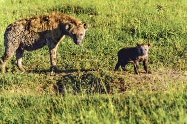 Benekli sırtlan, (Crocuta crocuta), yeşil çim seyir ayakta